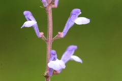 Scutellaria discolor